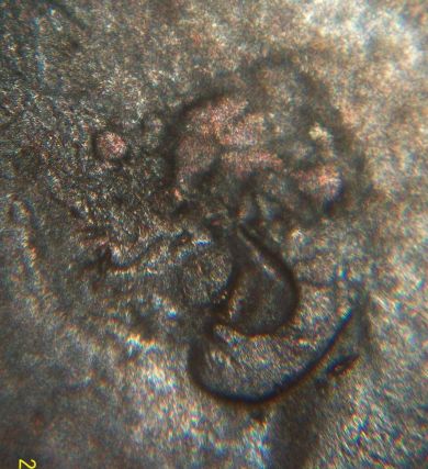 Design-On-Penny?